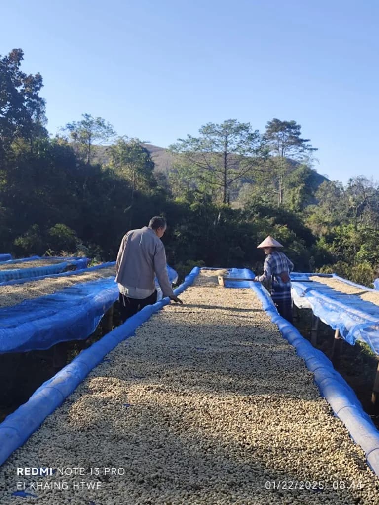 Drying coffee background