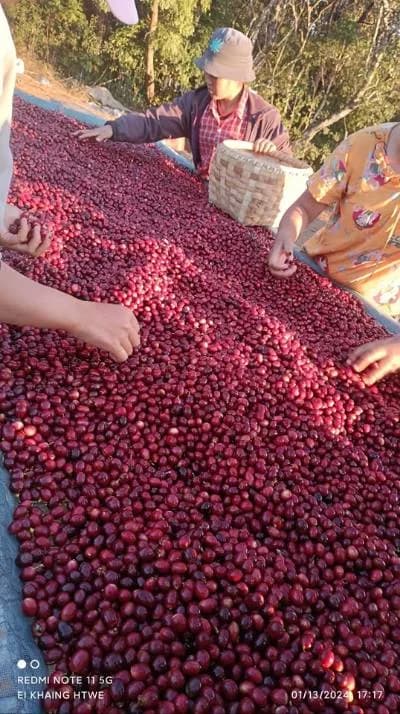 Ripe coffee cherries close up